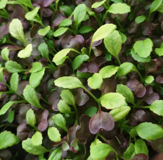 Микрозелень горчицы Leo XXL